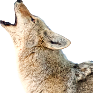 Jackal, coyote PNG