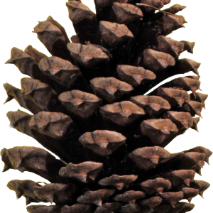 Pine cone PNG
