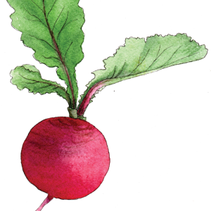 Radish PNG