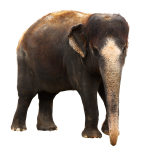Elephant PNG