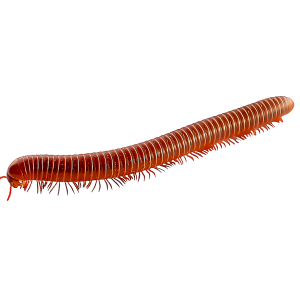 Centipede PNG
