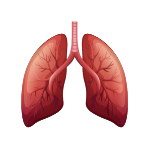 Lungs PNG