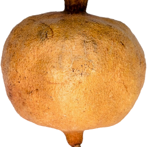 Pomegranate PNG