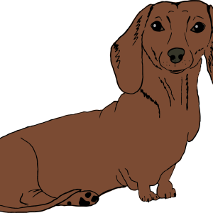 Dachshund PNG
