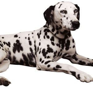 Dog PNG