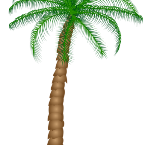 Palm tree PNG
