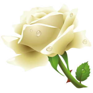 White rose PNG image, flower white rose PNG picture