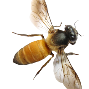 Bee PNG