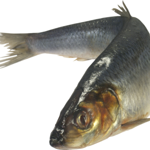 Fish PNG