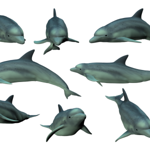 Dolphin PNG