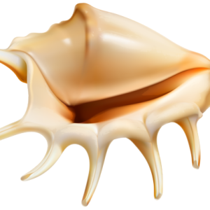 Seashell PNG