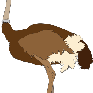 Ostrich PNG