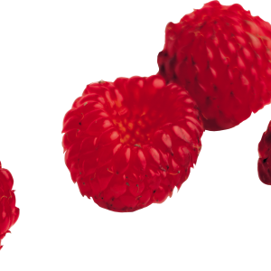 Rraspberry PNG image