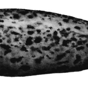 Harbor seal PNG
