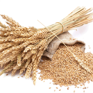 Wheat PNG