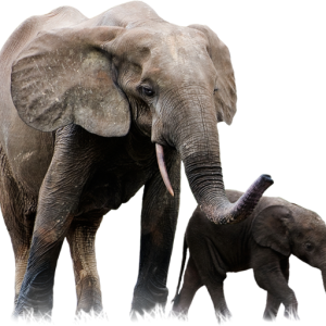 Elephant PNG