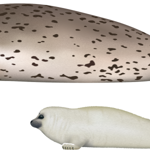 Harbor seal PNG