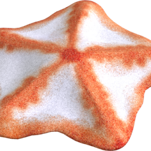 Starfish PNG