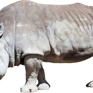 Rhino PNG