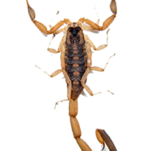 Scorpion PNG