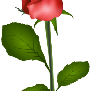 Rose PNG