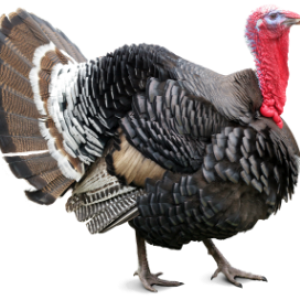 Turkey bird PNG