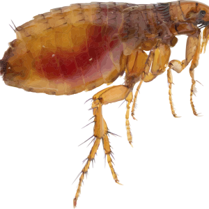 Flea PNG