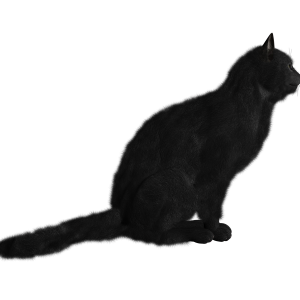 Cat PNG image
