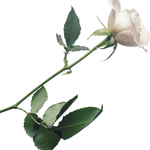White rose PNG image, flower white rose PNG picture