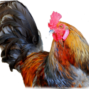 Cock PNG