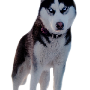 Husky PNG