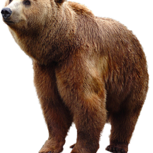 bear PNG