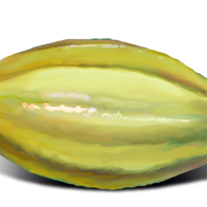 Cacao PNG