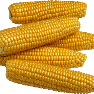 Yellow corn PNG image