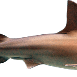 Shark PNG