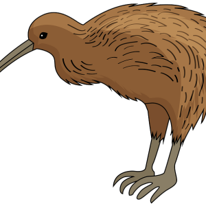 Kiwi bird PNG