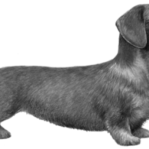 Dachshund PNG