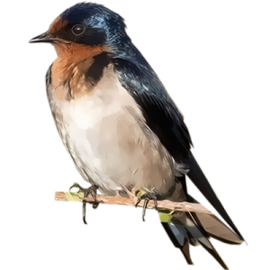 Swallow PNG