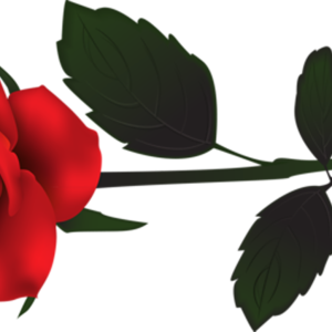 Rose PNG
