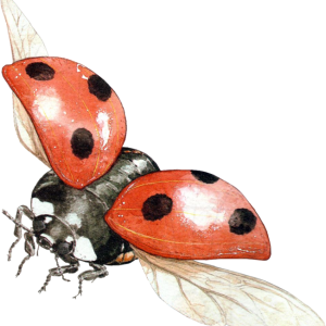 ladybug PNG image