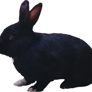 rabbit PNG