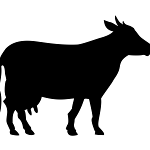 cow PNG