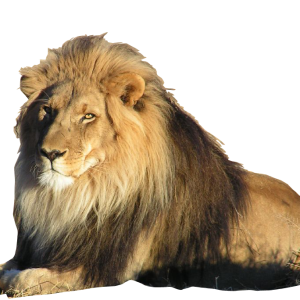 Lion PNG