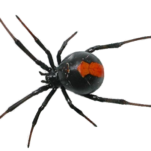 Spider PNG image