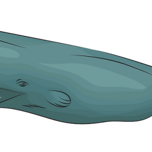 Sperm whale PNG