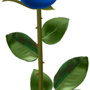 Rose PNG
