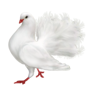 Pigeon PNG