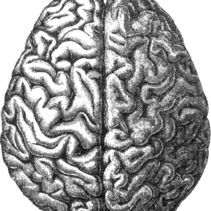 Brain PNG