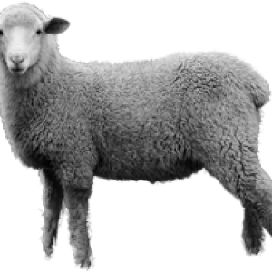 sheep PNG image