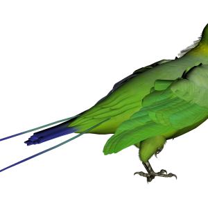 Parrot PNG image